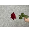 Роза красная Россия 50 см