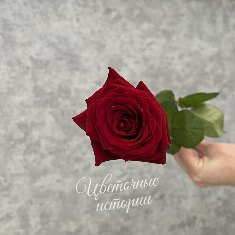 Роза красная Россия 50 см 1