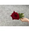Роза красная Россия 50 см 1