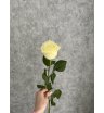 Роза белая Россия 50 см