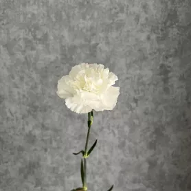 Гвоздика белая от интернет-магазина «Цветочные истории»