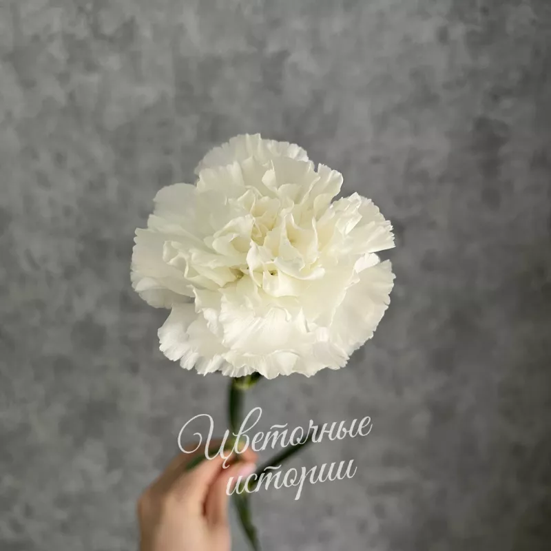 Гвоздика белая 1