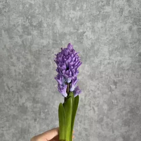 Гиацинт сиреневый от интернет-магазина «Цветочные истории»