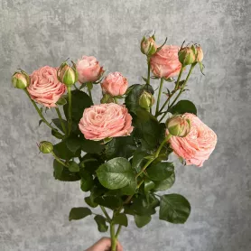 Кустовая роза &laquo;Мадам Бомбастик&raquo; от интернет-магазина «Цветочные истории»