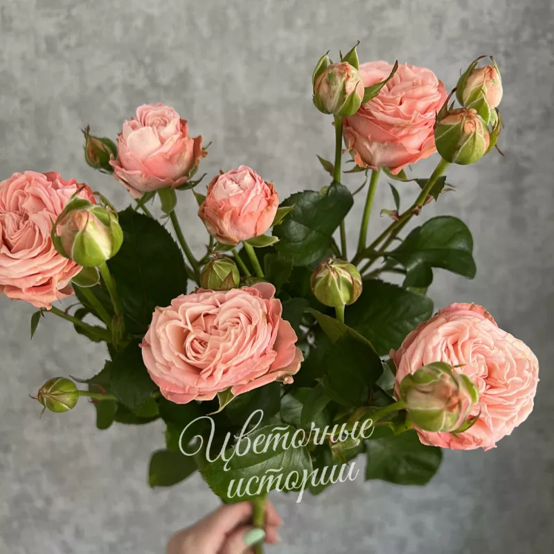 Кустовая роза &laquo;Мадам Бомбастик&raquo; 1