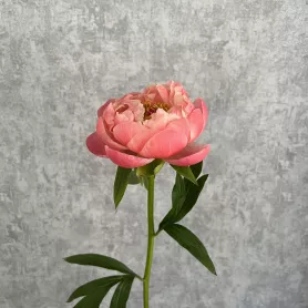 Пион &laquo;Корал шарм&raquo; от интернет-магазина «Цветочные истории»