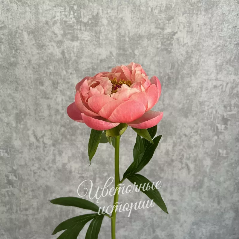Пион &laquo;Корал шарм&raquo;