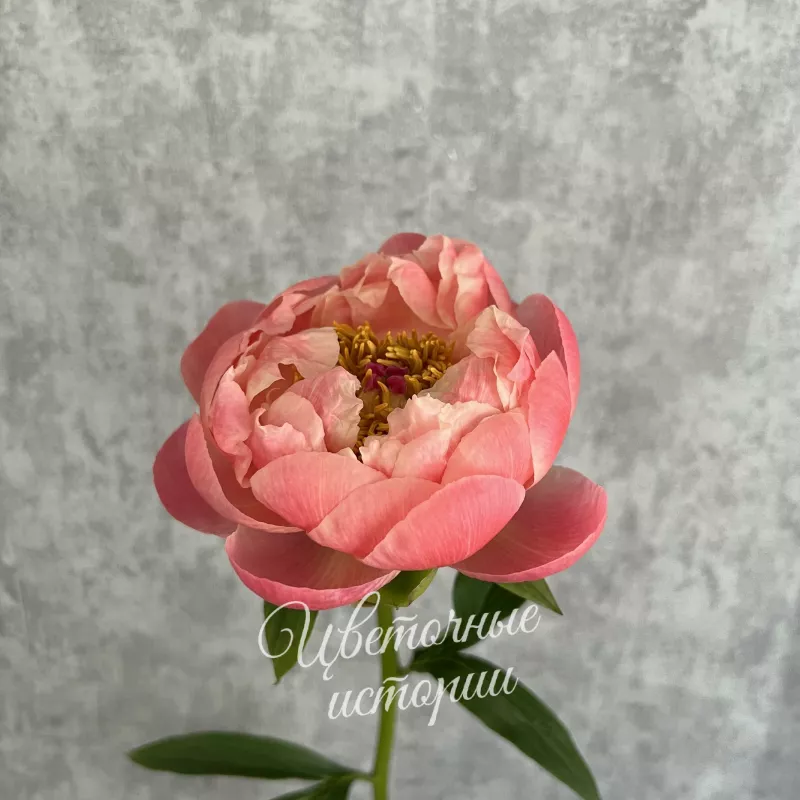 Пион &laquo;Корал шарм&raquo; 1