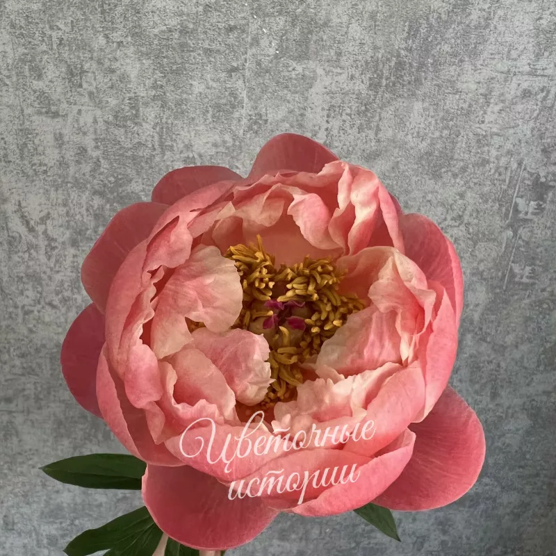 Пион &laquo;Корал шарм&raquo; 2