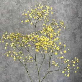 Гипсофила желтая от интернет-магазина «Цветочные истории»