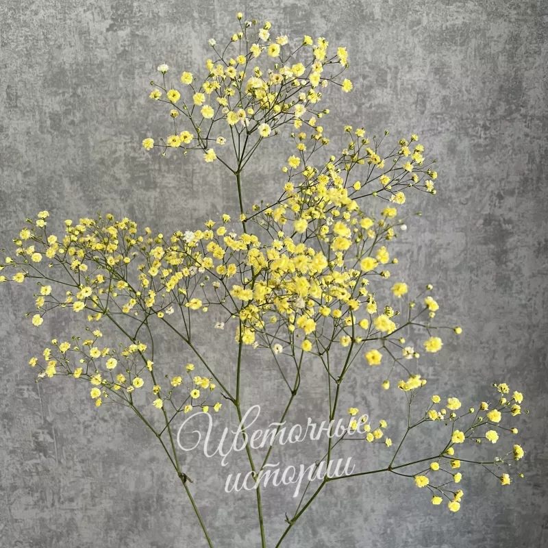 Гипсофила желтая