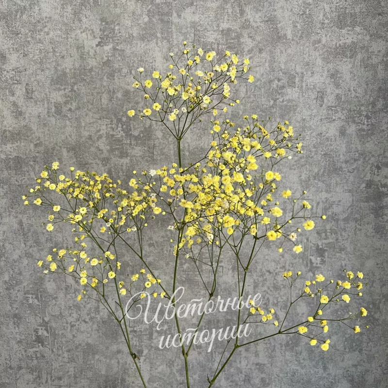 Гипсофила желтая 1