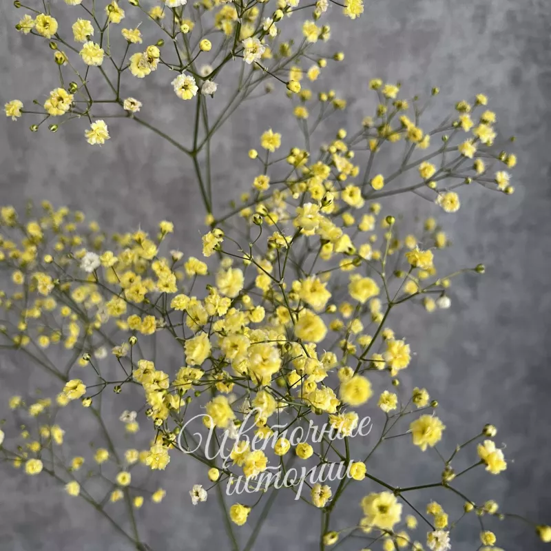 Гипсофила желтая 2