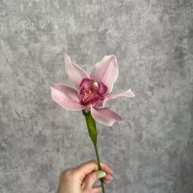 Орхидея Цимбидиум от интернет-магазина «Цветочные истории»