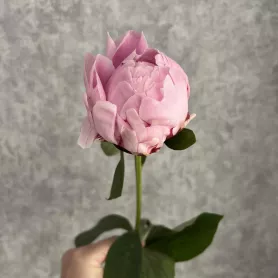 Пион розовый от интернет-магазина «Цветочные истории»