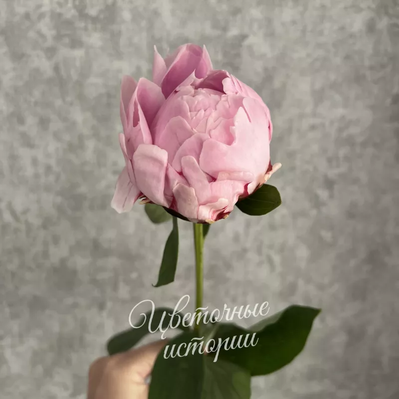 Пион розовый