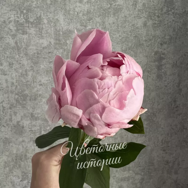 Пион розовый 1