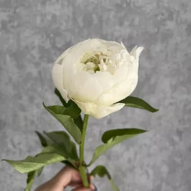 Пион белый от интернет-магазина «Цветочные истории»