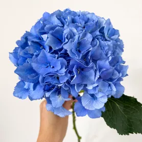 Гортензия голубая Голландская от интернет-магазина «Цветочные истории»
