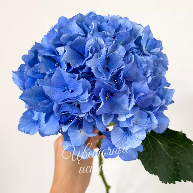 Гортензия голубая Голландская