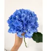 Гортензия голубая Голландская
