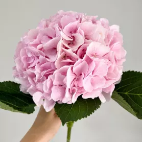 Гортензия розовая голландская от интернет-магазина «Цветочные истории»