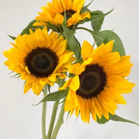 Подсолнух от интернет-магазина «Цветочные истории»